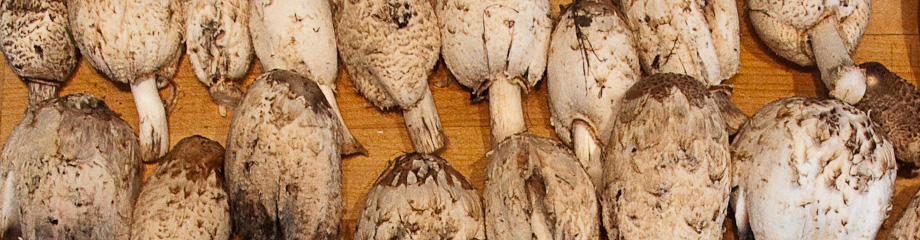 Shaggy Mane Mushrooms, Seattle